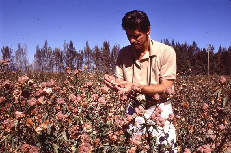 Dr. James Vreeland inspecting brown cotton plants in a large cotton field under clear blue sky.