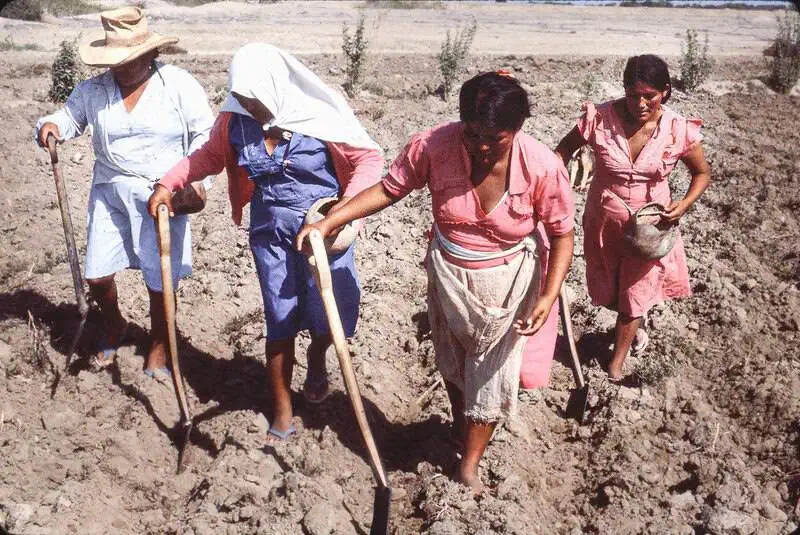 Indigenous women preparing soil for cotton crops used in sustainable Peruvian textiles