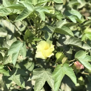 Close-up of a yellow organic pima cotton flower with leafy green background.