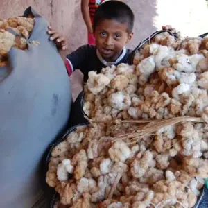Boy standing beside large bundles of naturally pigmented cotton in rural Peru.