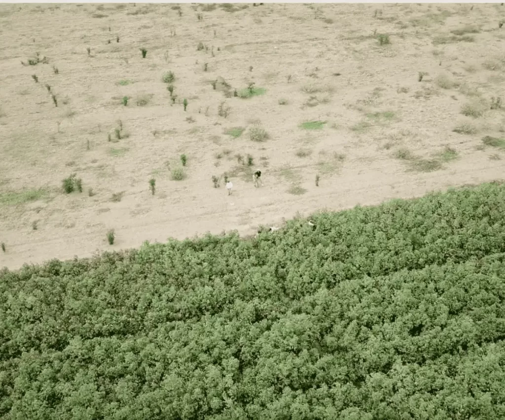 Aerial view of two people working near the edge of a field with sparse vegetation and a dense organic pima cotton crop plantation.