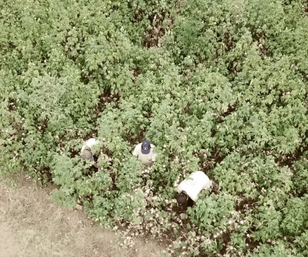 Aerial view of workers harvesting cotton in a densely grown cotton field