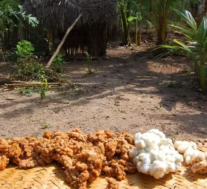 Brown and white native cotton bolls spread out on a woven mat in a jungle clearing.