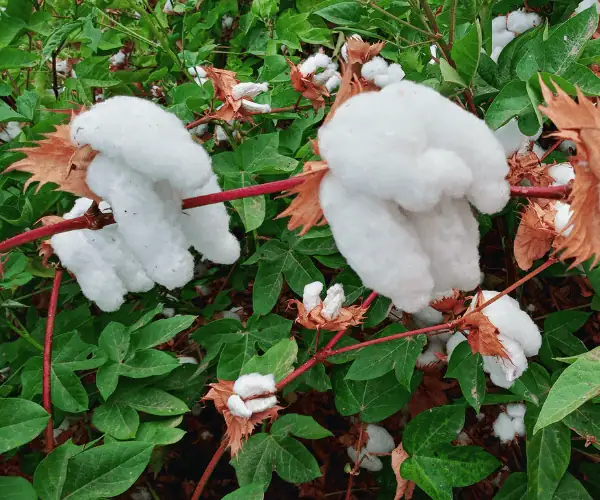 Close-up of native white cotton bolls growing on the plant, surrounded by green leaves.